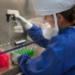 Coronavirus: researchers in Belgium announce potential breakthrough using Llama antibody