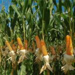President Buhari okays 5000MT of maize for farmers at subsidised rate