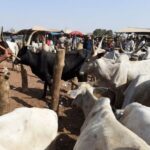 Red alert in Southwest as quit notice to herders expires