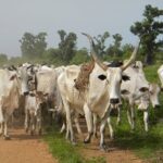 Miyetti Allah Lists Condition To Stop Herdsmen Killings