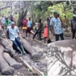 Photos: Massive Elephant Shot Dead By Local Hunter In Ogun