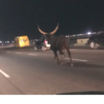 Wandering Cow Spotted On 3rd Mainland Bridge (Video)