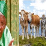 Kano To Buy Five Cows With N9.2 Million Budget