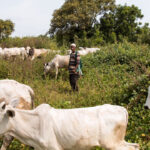 ‘Herdsmen not ready’ – Miyetti Allah reacts as Lagos prepares to ban open grazing